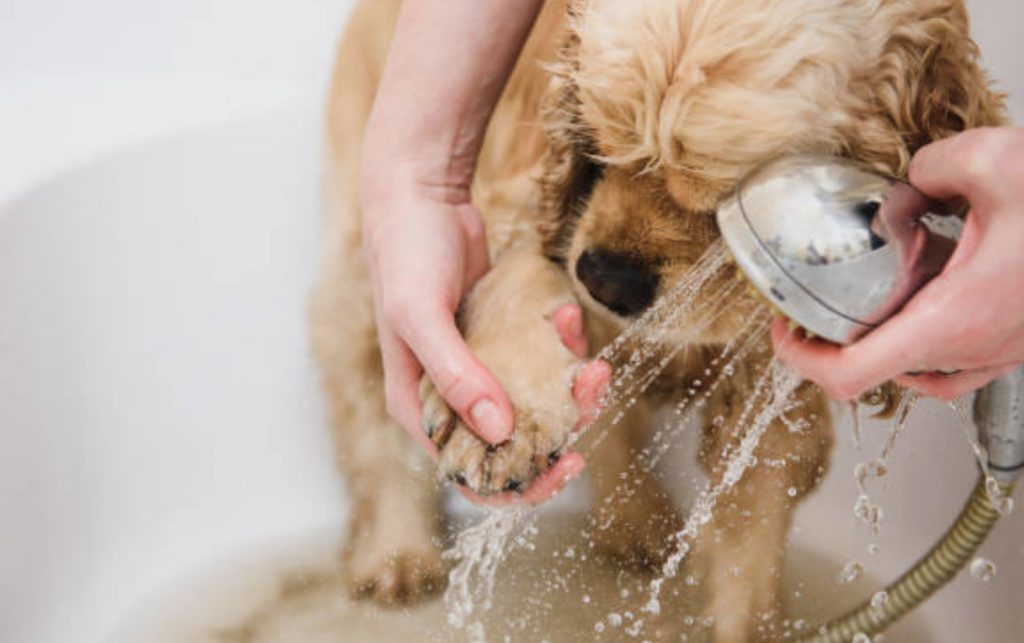 Bañar perro