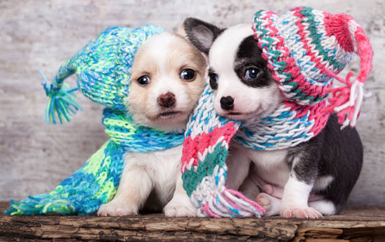 Perros pequeños