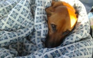 Haz que tu mascota supere la contingencia sanitaria con estos consejos