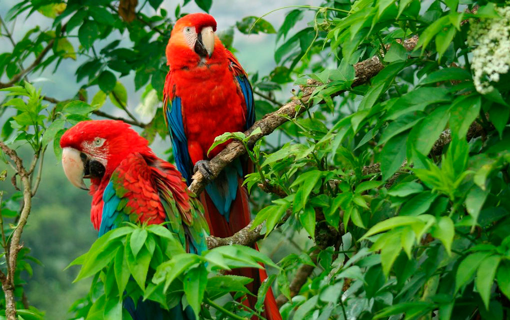 Biodiversidad en México en crisis por intereses equivocados