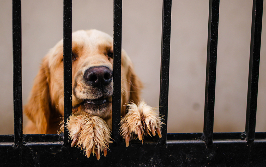 Esteriliza a tu mascota