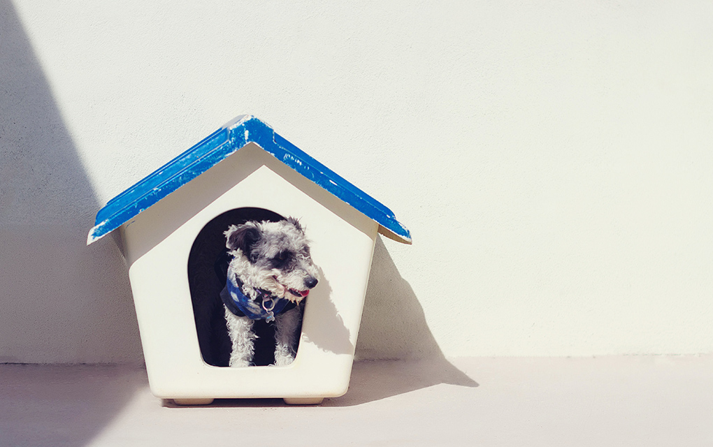 ¿Adiestramiento canino en la contingencia? Te decimos cómo lograrlo