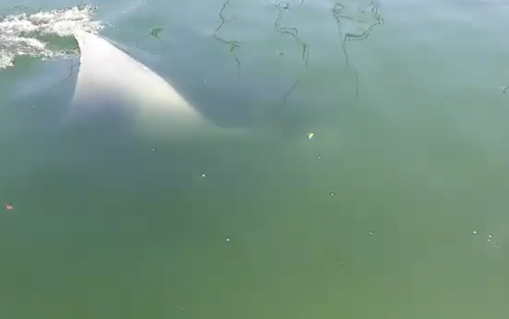 Mantarraya gigante visita el mar de Sonora; naturaleza reclama su espacio