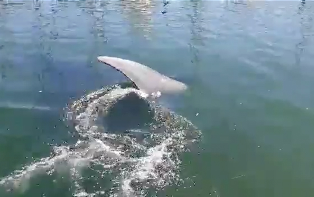 Mantarraya gigante visita el mar de Sonora; naturaleza reclama su espacio