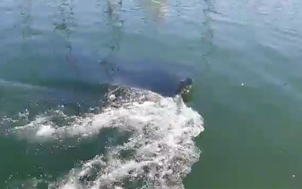 Mantarraya gigante visita el mar de Sonora; naturaleza reclama su espacio