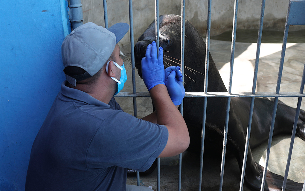 Animales están en crisis por falta de comida en zoo de Perú
