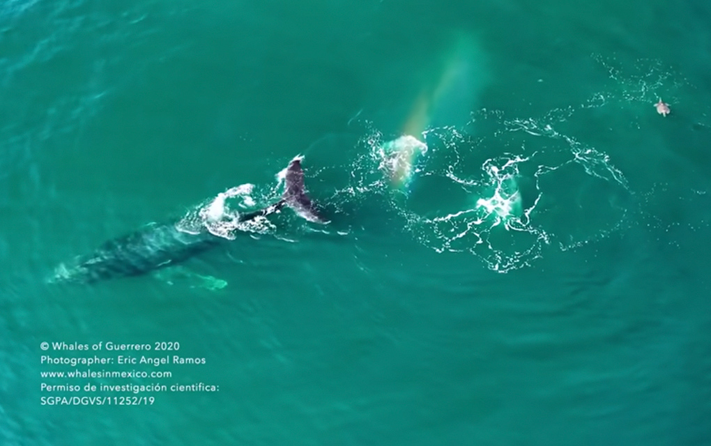 Ballena y mantarrayas sorprenden con danza en mar de Zihuatanjeo