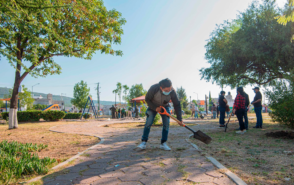 Reforestan La Pradera con 120 ficus en parques, jardines y bulevares