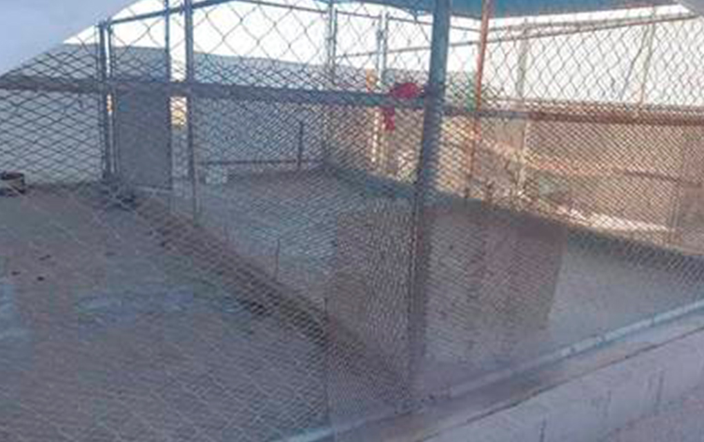 Rescatan 90 perros de un refugio de animales en EUA