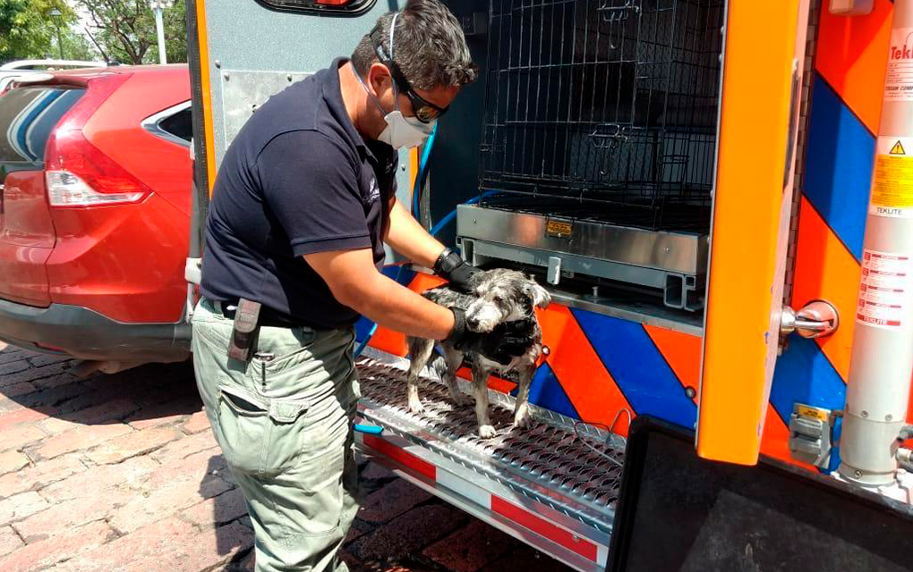 Rescatan a 55 animales atorados en drenes, coladeras o árboles