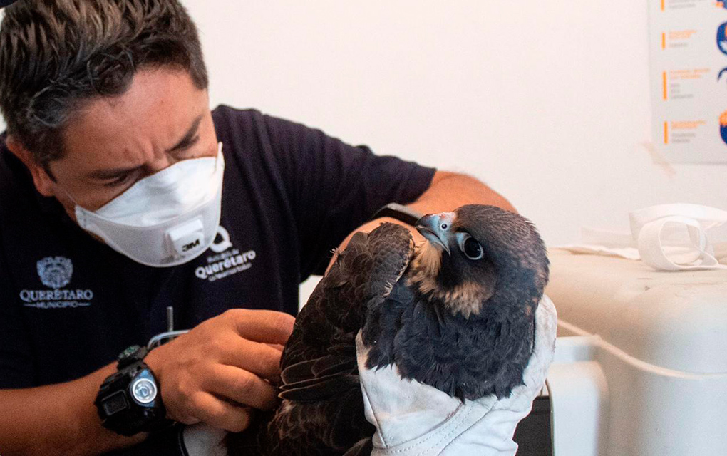 Rescatan a 55 animales atorados en drenes, coladeras o árboles