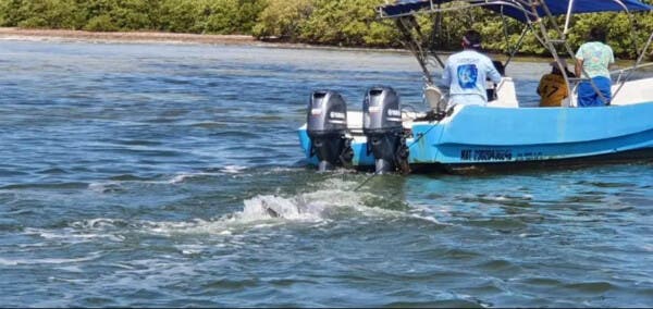 Muere delfín por red de pesca en Holbox en área protegida