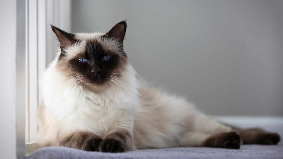 Gatos, la segunda mascota preferida de los mexicano