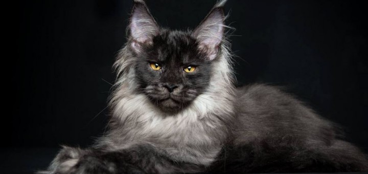 Gatos, la segunda mascota preferida de los mexicanoS