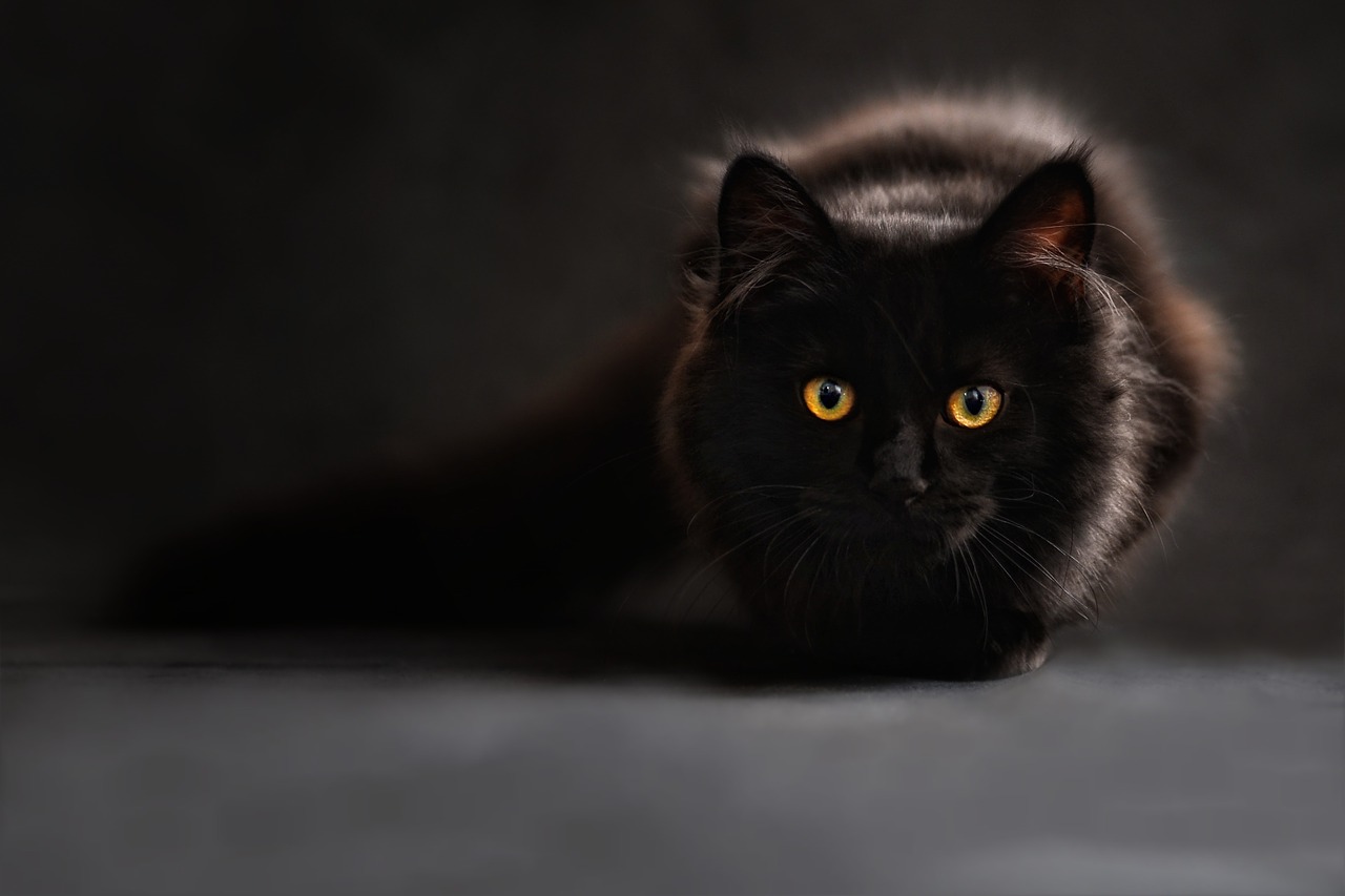 Gatos, la segunda mascota preferida de los mexicano