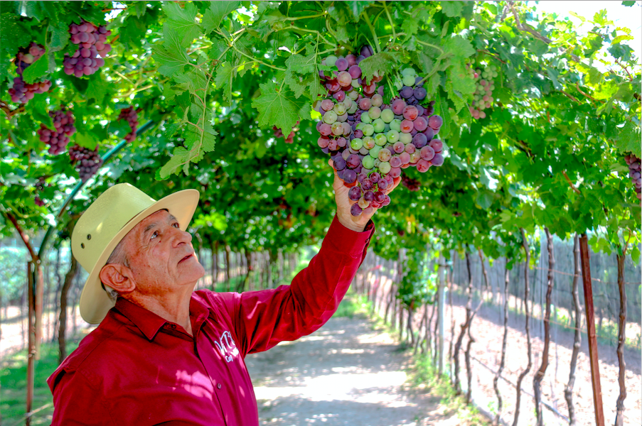 La prucción de vino va de la mano con la experiencia de vivir el vino desde el lugar donde se produce / Foto: Yarhim Jiménez.