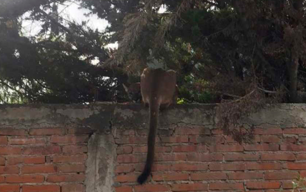 ¡Alertan por un puma que acecha en San Juan del Rio!
