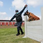 Estos perros, en muchas ocasiones, son los únicos que han podido salvar vidas en terremotos, deslaves de tierra y avalanchas.