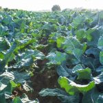 CRUCÍFERAS - Emisiones de gases invernadero (por kilo de comida): 0.44 kg Las crucíferas (coliflor, brócoli, col, etc) son cultivos de bajas emisiones debido a que solo una parte de ellas se usa y el resto se incorpora al suelo como fertilizante al compostearse.