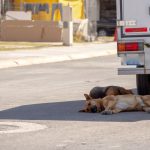 Protección animal efectuó más de 6 mil esterilizaciones en 2022