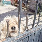 Querétaro, en deuda con la vida canina