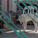 Fotogalería: La realidad “ladra en la cara”