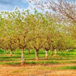 NUECES - Emisiones de gases invernadero (por kilo de comida): 0.28 kg Las nueces son de bajo impacto ecológico por lo que remplazan: la leche de vaca y hasta el queso