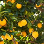 CÍTRICOS - Emisiones de gases invernadero (por kilo de comida): 0.32 kg Así como las manzanas, los cítricos crecen en árboles que absorben grandes cantidades de carbono. Se cosechan fácil, pero son menos amigables con el medioambiente si son procesadas en jugo y empacadas en plástico.