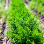 VEGETALES DE RAÍZ - Emisiones de gases invernadero (por kilo de comida): 0.37 kg Tubérculos como la zanahoria y el nabo son alimentos de fácil cultivo y están siendo investigados como materia prima económica para construir cemento.