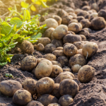 PAPA - Emisiones de gases invernadero (por kilo de comida): 0.37 kg Si quiere hacer de este cultivo aún más amigable con el ambiente, fría las papas en vez de hornearlas, ya que con ello se ocupa menos energía.