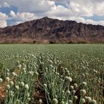 CEBOLLAS Y PUERROS - Emisiones de gases invernadero (por kilo de comida): 0.40 kg Son alimentos relativamente sencillos de producir, o rústicos, que se adaptan a distintos tipos de clima y suelo.