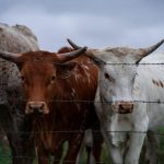 CARNE DE RES (PASTOREO) - Emisiones de gases invernadero (por kilo de comida): 59.57 kg La carne de res tiene el mayor impacto ecológico de todos los alimentos por lo que se requiere en el proceso de obtener un kilo de carne: mucho alimento que tiene que ser cultivado. Ambientalistas invitan a reducir el consumo de este alimento.