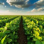 ACEITE DE SOYA - Emisiones de gases invernadero (por kilo de comida): 6.12 kg La deforestación es una de las principales vías en las que el aceite de frijol de soya genera gases de efecto invernadero. Bosques enteros son ‘limpiados’ para generar estos cultivos.
