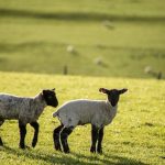 CARNE DE CORDERO O BORREGO - Emisiones de gases invernadero (por kilo de comida): 24.42 kg La razón por la que el cordero tiene tal impacto de emisiones de gases invernadero es porque se usa para alimento mucho menos proporción de su carne total en comparación con la res.
