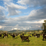 QUESO - Emisiones de gases invernadero (por kilo de comida): 21.24 kg La razón por la que el queso está en esta posición son las vacas lecheras y sus emisiones de gas metano.