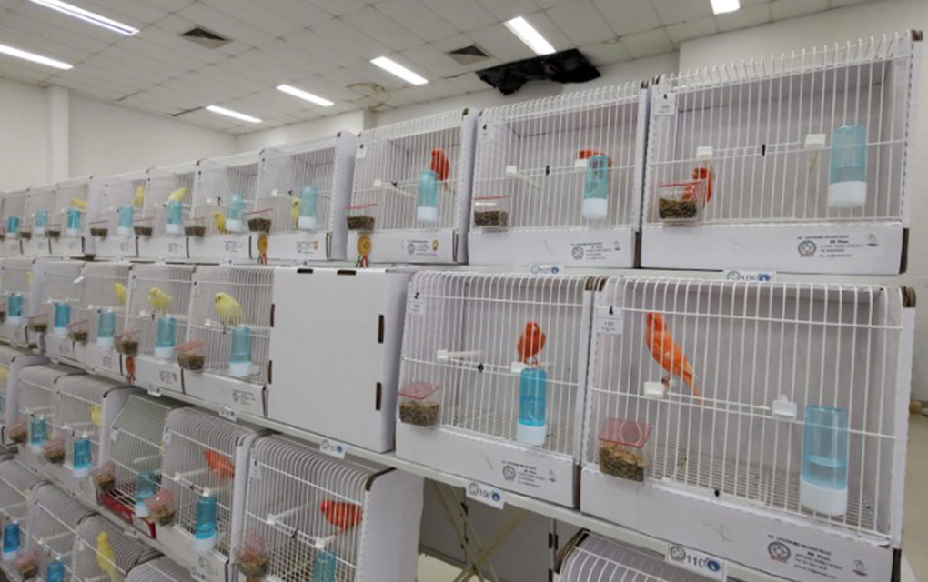 ¡Conoce la exposición de más de 900 aves de distintas especies! 