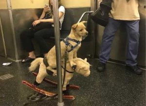 El perro jinete