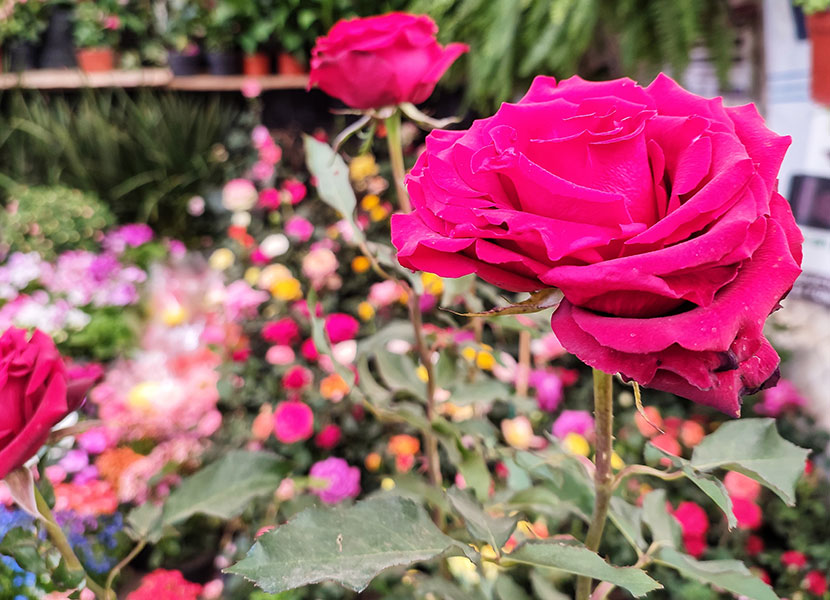 Llegó la primavera al Mercado de las Flores en Querétaro