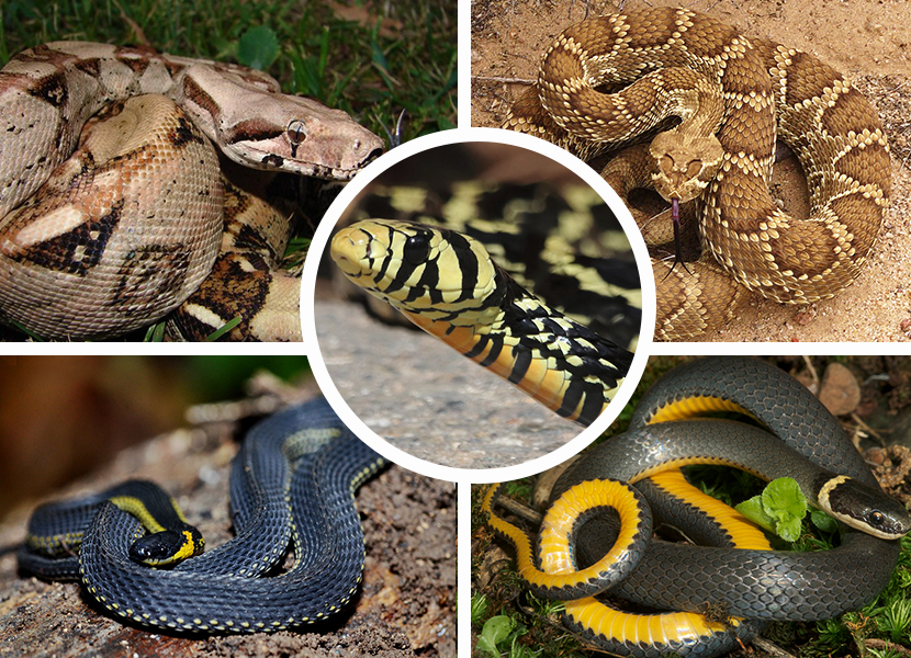 Hay 68 especies de serpientes en Querétaro; 31 de ellas, en peligro