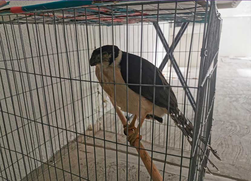 Halcón choca con cable de electricidad en Querétaro