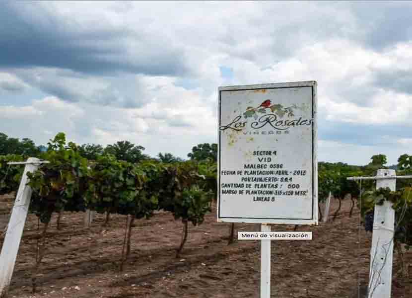 Los 10 mejores viñedos de Querétaro