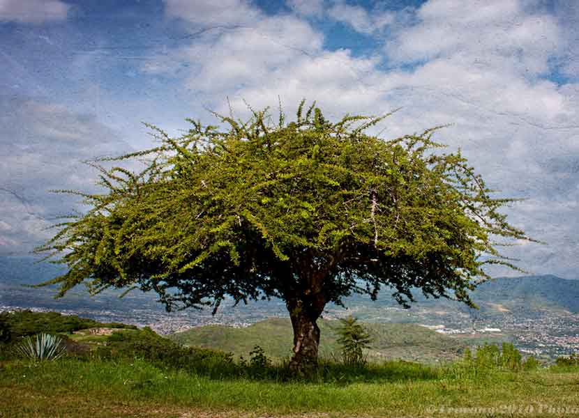 Árbol Copal 