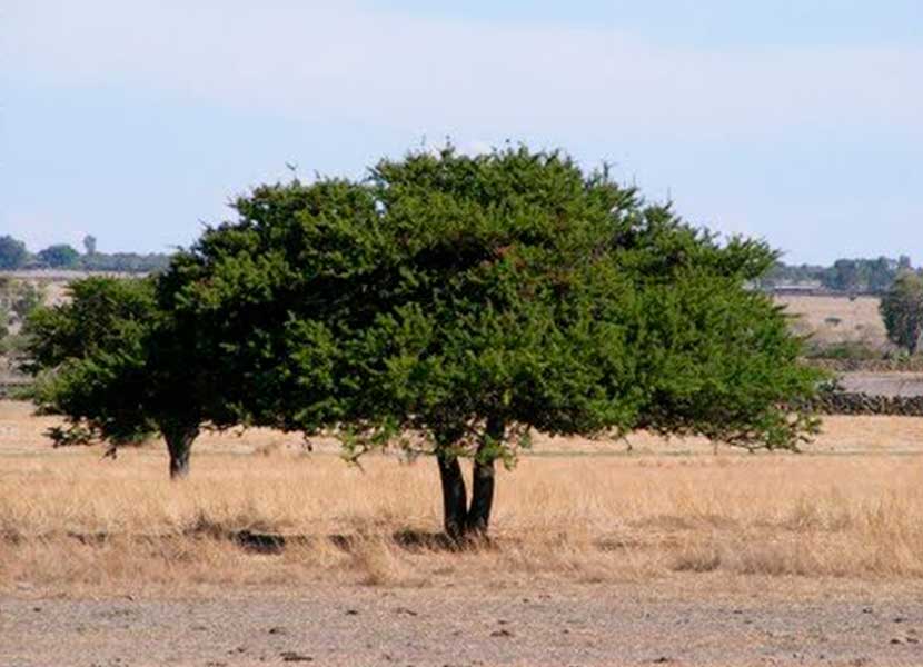 Árbol Huizache