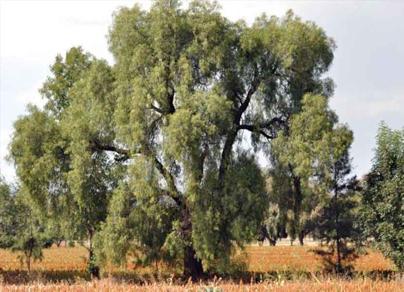 Árbol de Pirul