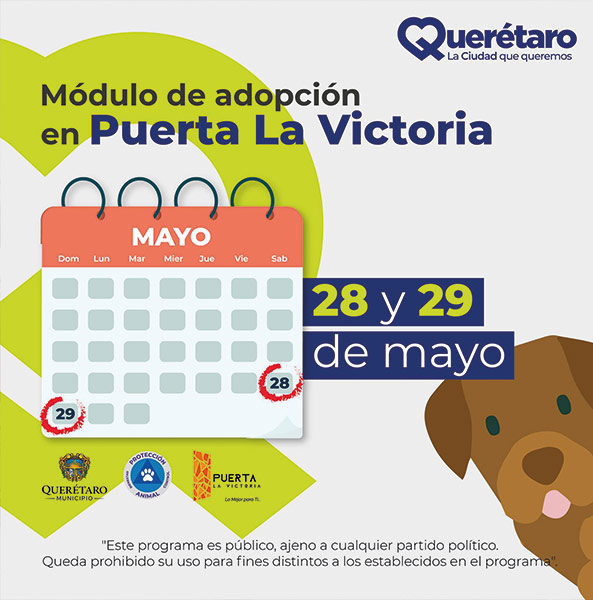 Conoce cómo puedes adoptar a tu nuevo mejor amigo en la Feria de Adopción