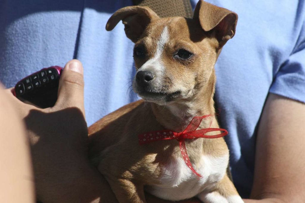 Día Mundial del Perro Conoce las 5 razas más populares en México