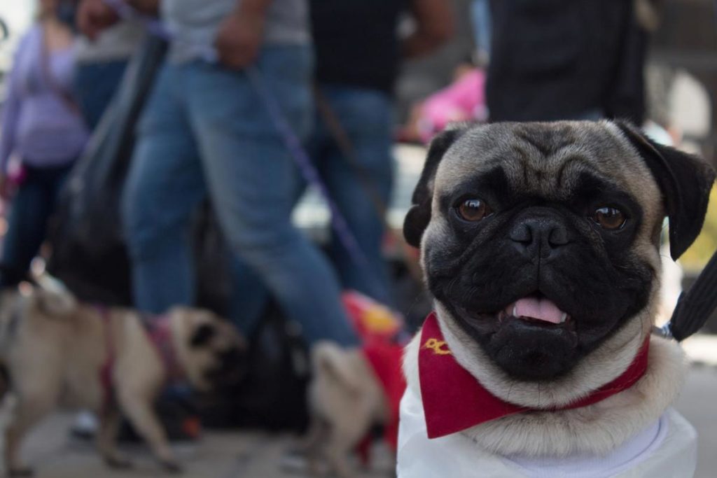 Día Mundial del Perro Conoce las 5 razas más populares en México