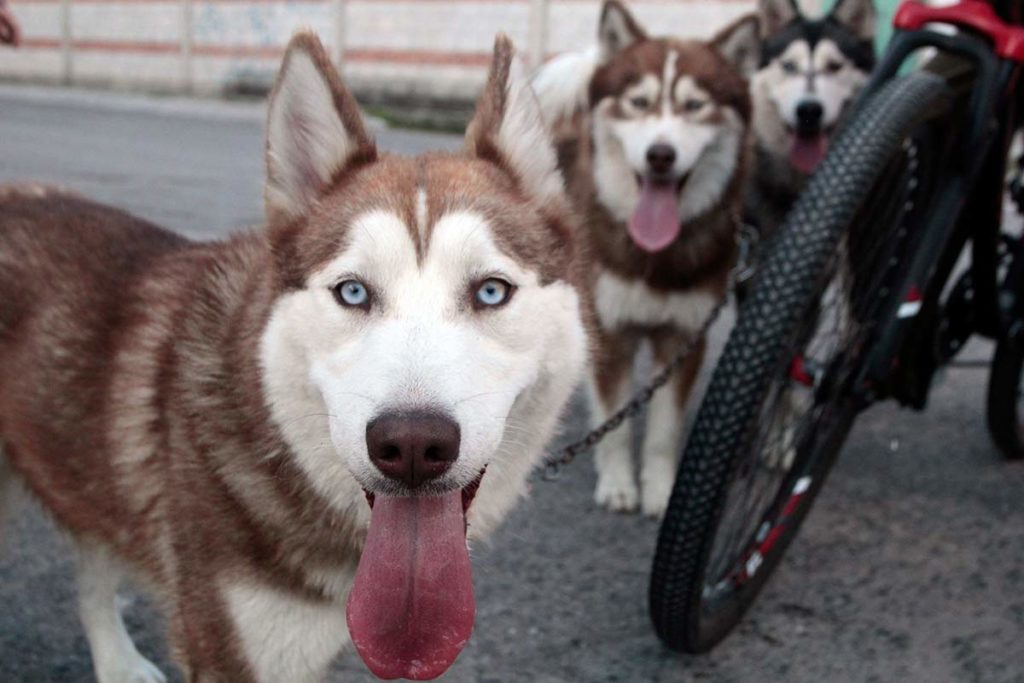 Día Mundial del Perro Conoce las 5 razas más populares en México