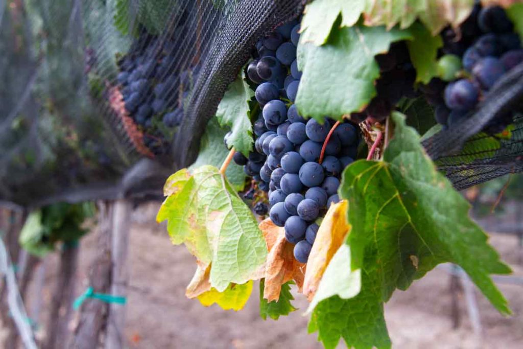 Querétaro, segundo estado que más aporta al PIB por venta de vinos