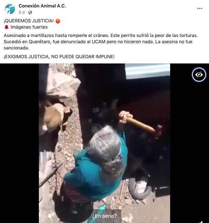 A martillazos, abuelita mata a su perro; presumen que sucedió en Querétaro